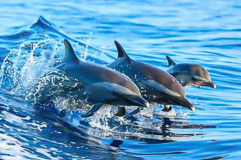 Sunset Dolphin Excursion