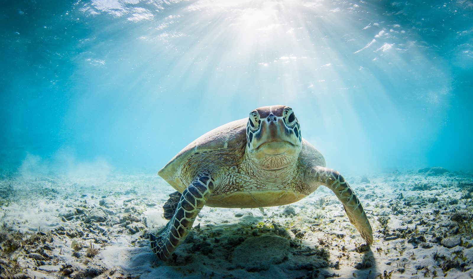 Turtle Snorkelling